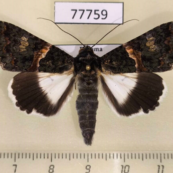 Noctuidae Melipotis punctifinis Panama