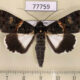 77759p Noctuidae Melipotis punctifinis Panama $12