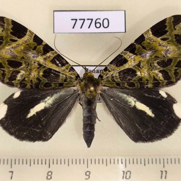 Geometridae Erebochlora tesserulata Panama