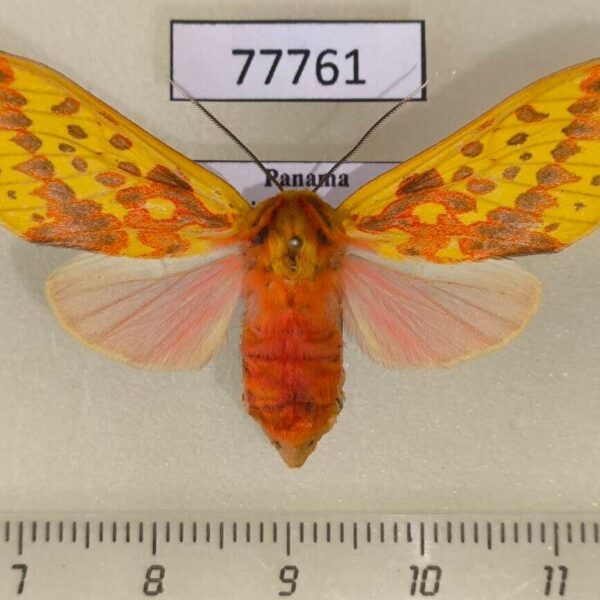 Arctiidae Symphlebia ipsea f Panama