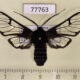 77763p Arctiidae Homoeocera gigantea Panama $30