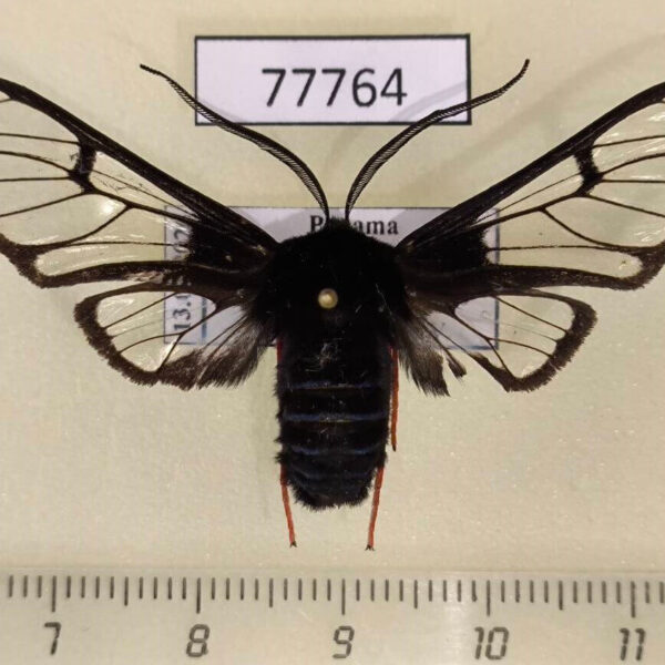 Arctiidae Homoeocera gigantea Panama