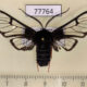 77764p Arctiidae Homoeocera gigantea Panama $10