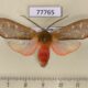 77765p Arctiidae Pseudohemihyalea ochracea Panama $20