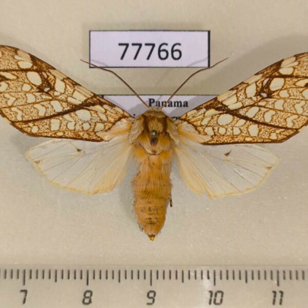 Arctiidae Lophocampa propinqua f Panama