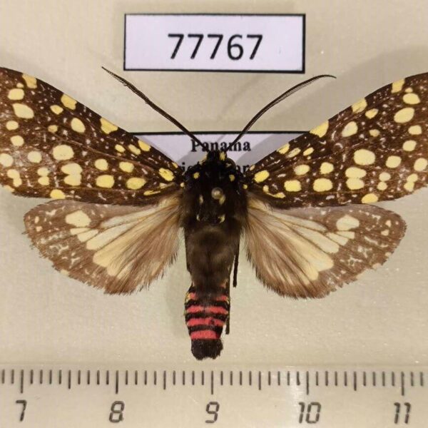 Arctiidae Bernathonomus piperita Panama