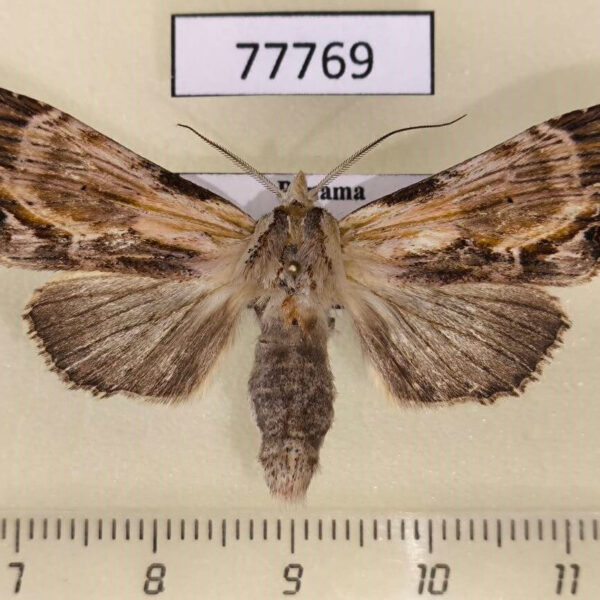 Notodontiidae Xylodonta robertodelgadoi Panama