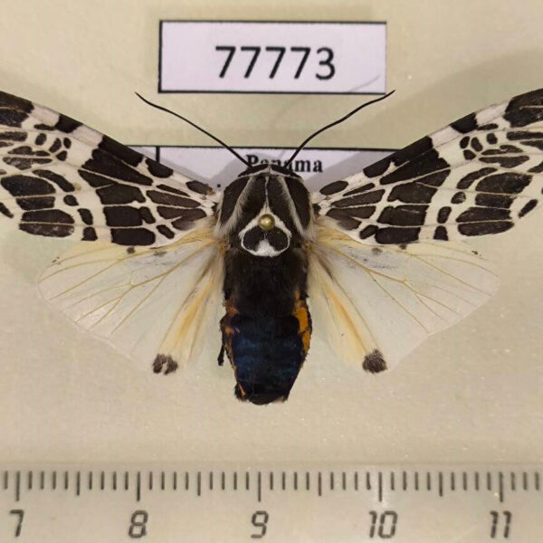 Arctiidae Hypercompe cotyora Panama