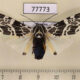77773p Arctiidae Hypercompe cotyora Panama $15
