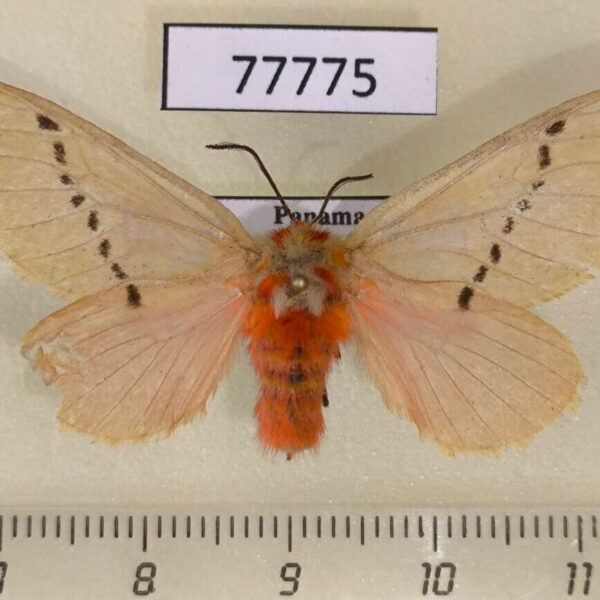 Megalopygidae Trosia incostata f Panama