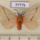 77775p Megalopygidae Trosia incostata f Panama $13