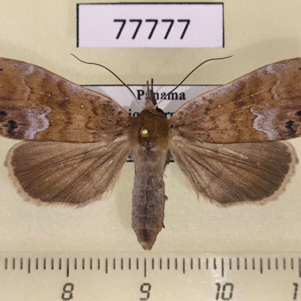 Noctuidae Ipnista marina Panama