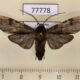 77778p Arctiidae Halysidota atra Panama $10