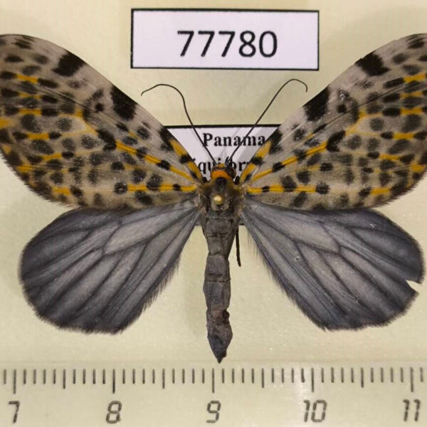 Geometridae Graphidipus abraxaria Panama