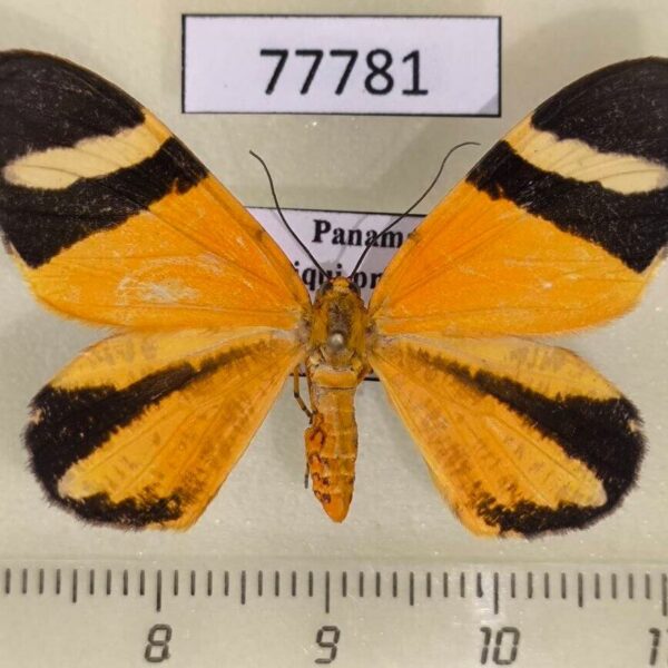 Geometridae Hagnagora clustimena Panama