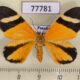 77781p Geometridae Hagnagora clustimena Panama $12