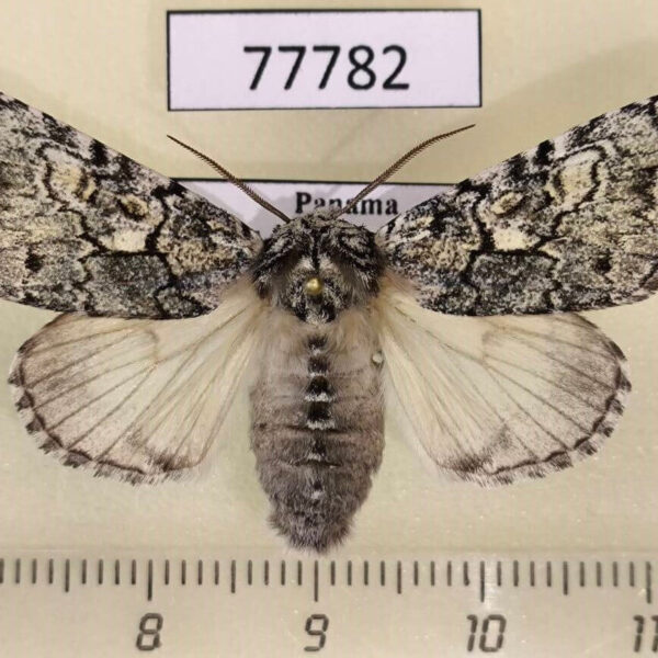 Noctuidae Charadra deridens f Panama
