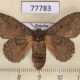 77783p Lasiocampidae Euglyphis melancholica f Panama $30