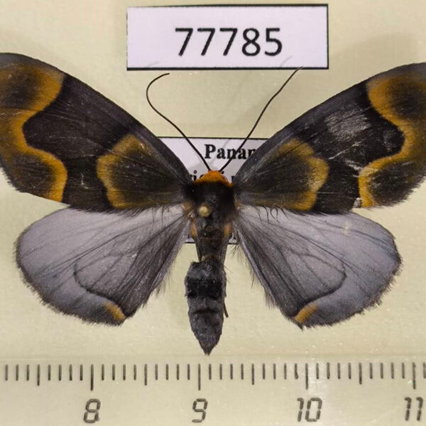 Geometridae Simena schusteri Panama