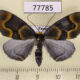 77785p Geometridae Simena schusteri Panama $13