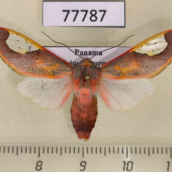 Arctiidae Bertholdia trigona Panama