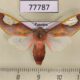 77787p Arctiidae Bertholdia trigona Panama $15