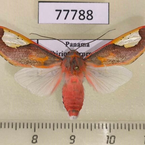 Arctiidae Bertholdia trigona Panama