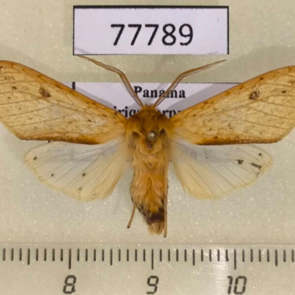 Arctiidae Lophocampa montana Panama