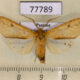 77789p Arctiidae Lophocampa montana Panama $10