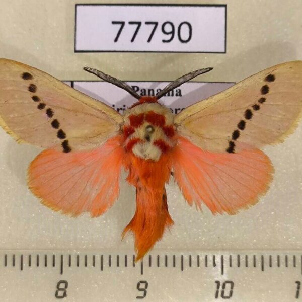 Megalopygidae Trosia incostata Panama