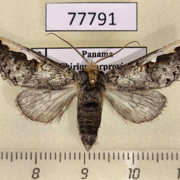 Notodontiidae Symmerista aura Panama