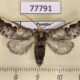 77791p Notodontiidae Symmerista aura Panama $12