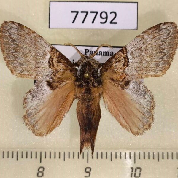Lasiocampidae Euglyphis larunda Panama