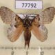 77792p Lasiocampidae Euglyphis larunda Panama $20