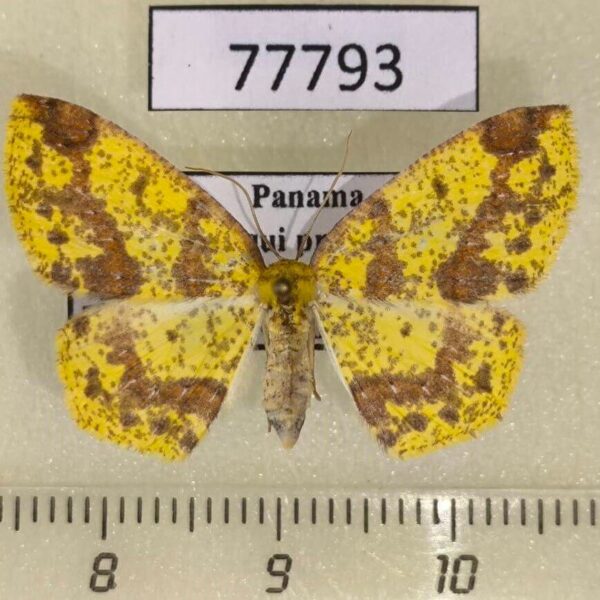 Geometridae Periclina apricaria Panama