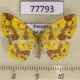 77793p Geometridae Periclina apricaria Panama $10