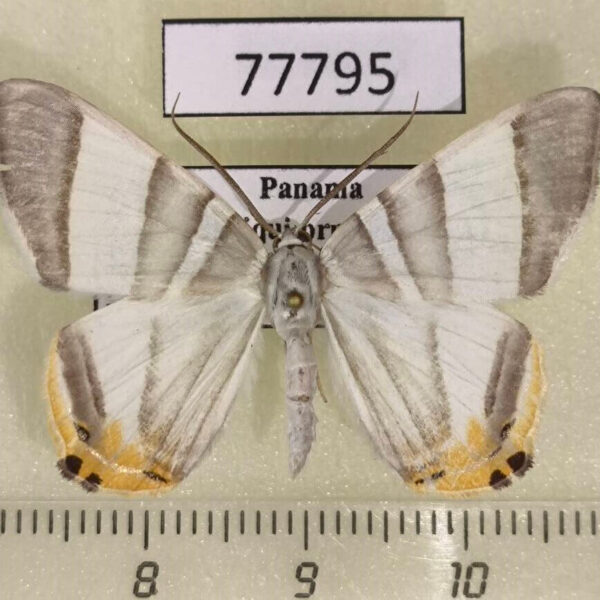 Geometridae Opisthoxia miletia Panama