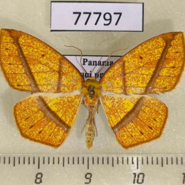 Geometridae Periclina syctaria Panama