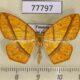 77797p Geometridae Periclina syctaria Panama $13