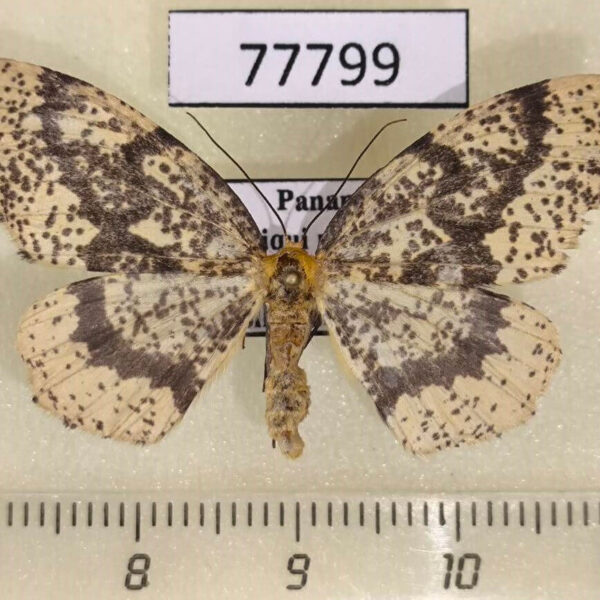 Geometridae Hylaea pardiria f Panama