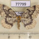 77799p Geometridae Hylaea pardiria f Panama $8