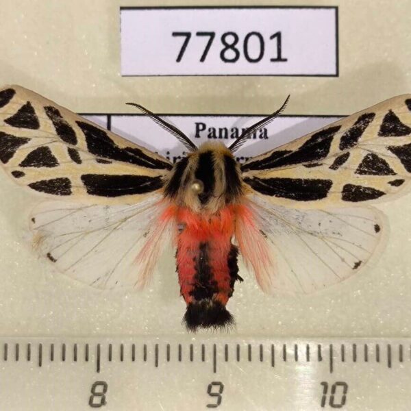 Arctiidae Apantesis proxima Panama