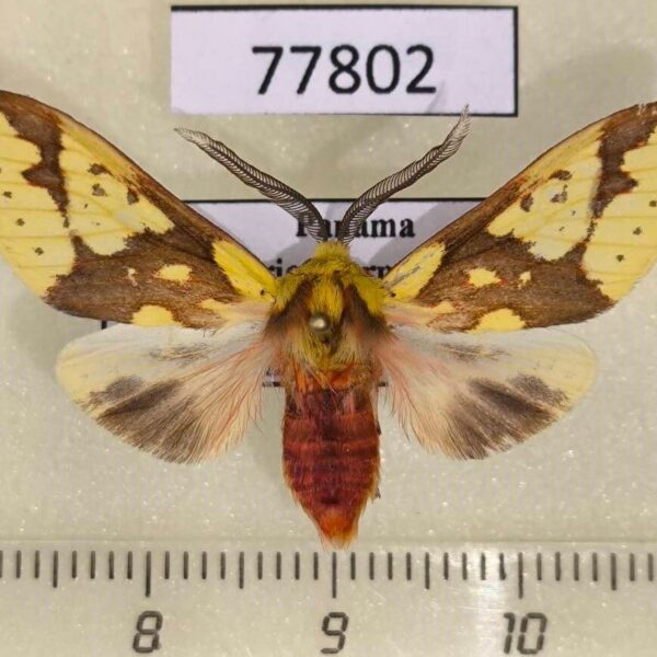 Arctiidae Symphlebia pyrgion Panama