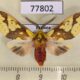 77802p Arctiidae Symphlebia pyrgion Panama $14