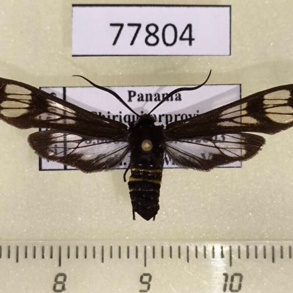 Arctiidae Phaenarete diana f Panama