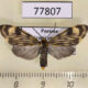 77807p Arctiidae Eucereon costulata Panama $10