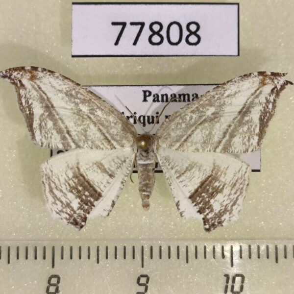 Uraniidae Morphomima fulvitacta Panama