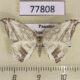 77808p Uraniidae Morphomima fulvitacta Panama $10