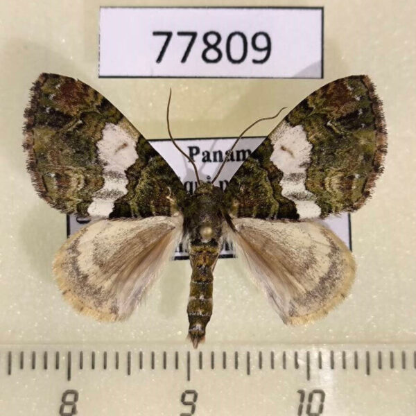 Geometridae Hammaptera dominans Panama
