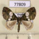 77809p Geometridae Hammaptera dominans Panama $9